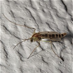 Chironomus decorus