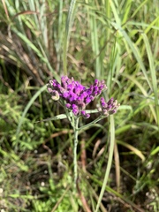 Carphephorus carnosus