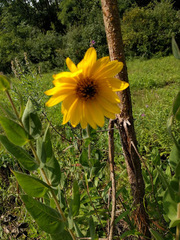 Helianthus mollis