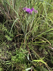 Carphephorus carnosus