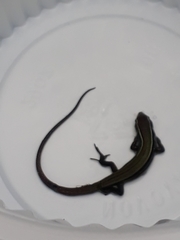 Pholidobolus montium