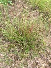 Carex tenax