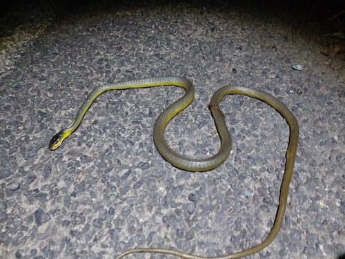 Common Tree Snake sighting