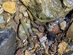 Desmognathus brimleyorum