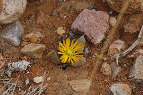 Image of Bijlia dilatata by (c) Karen Eichholz, some rights reserved (CC BY)