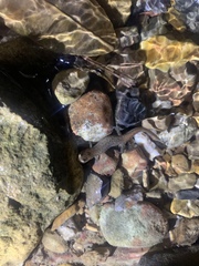 Desmognathus brimleyorum