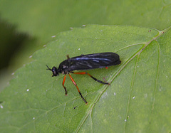 Dioctria oelandica