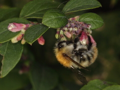 Bombus pascuorum