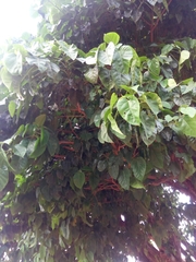 Ficus polita