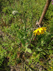 Helianthus mollis