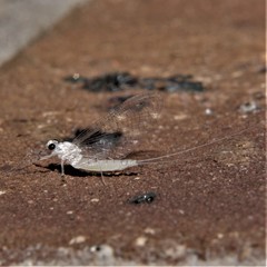 Maccaffertium terminatum terminatum