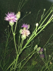Centaurea scabiosa adpressa