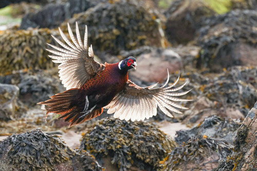 Faisán vulgar (Phasianus colchicus)