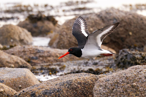 Ostrero euroasiático (Haematopus ostralegus)