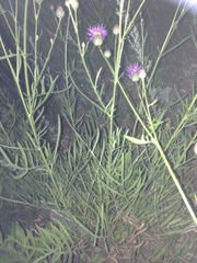 Centaurea scabiosa adpressa