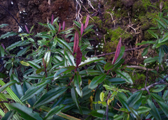 Veronica bishopiana