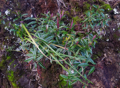 Veronica bishopiana