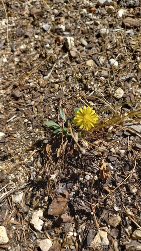 Image of Crepis bursifolia by (c) frangp, some rights reserved (CC BY)
