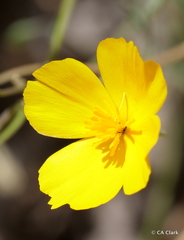 Eschscholzia androuxii