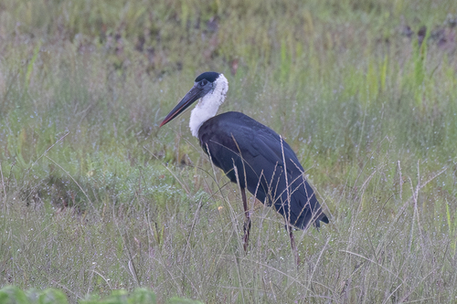 Asian Woolly-necked Stork