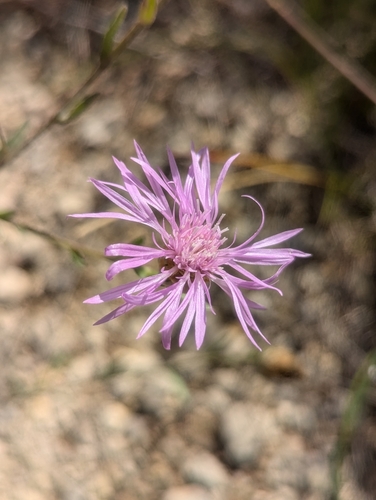 Image of Centaurea paniculata by (c) Denis Bastianelli, some rights reserved (CC BY)
