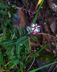 Veronica bishopiana
