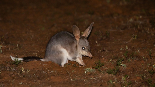 Greater Bilby (Macrotis lagotis) — Near Threatened Mammalia