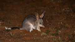 Greater Bilby photo 1