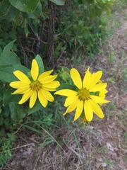 Silphium asperrimum