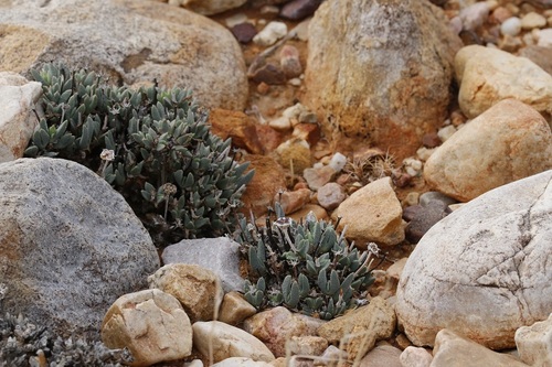 Antimima piscodora