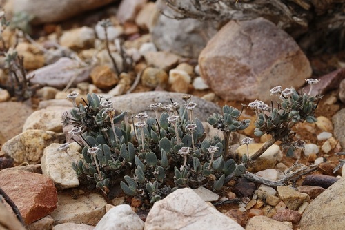 Image of Antimima piscodora by (c) Karen Eichholz, some rights reserved (CC BY)