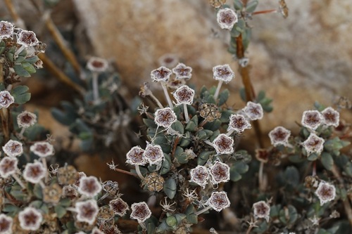 Image of Antimima piscodora by (c) Karen Eichholz, some rights reserved (CC BY)