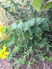 Silphium asperrimum