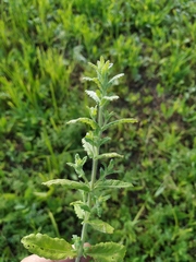Teucrium scordium