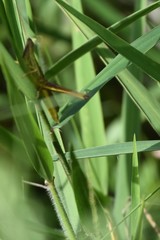 Mermiria intertexta