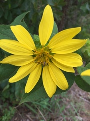 Silphium asperrimum
