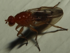Dryomyzidae