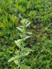 Teucrium scordium
