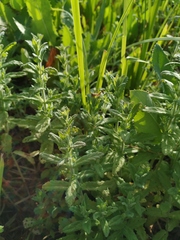 Teucrium scordium