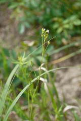 Silene antirrhina