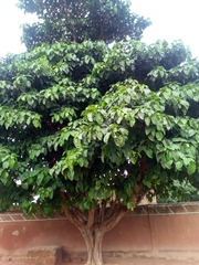 Ficus polita