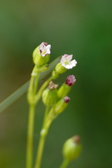 Silene antirrhina