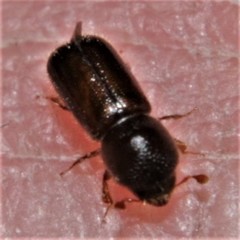 Xyleborus celsus