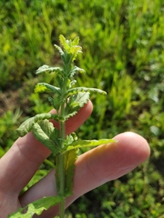Teucrium scordium