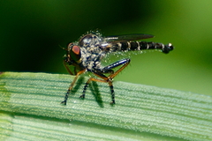 Neoitamus flavofemoratus