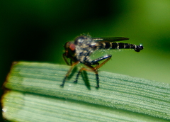 Neoitamus flavofemoratus