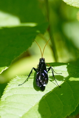 Gnamptopelta obsidianator