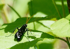 Gnamptopelta obsidianator