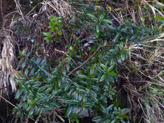 Veronica bishopiana