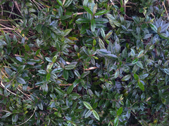 Veronica bishopiana